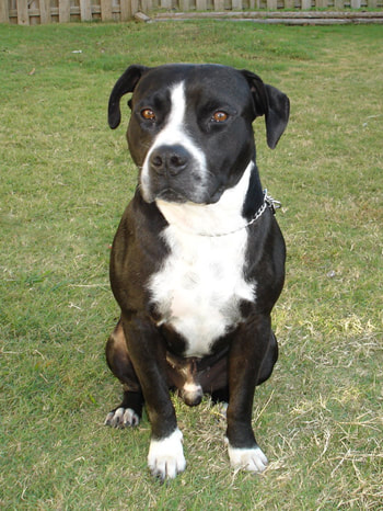 staffordshire terrier pit mix